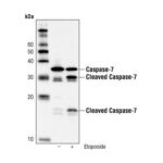 CASPASE-7 C7 MOUSE MAB HUMAN SPECIFIC