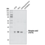 PHOSPHO-CDC2 (THR14) ANTIBODY 100UL