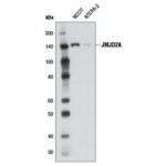 PHOTOTOPE(R)-HRP WESTERN BLOT DETECTION