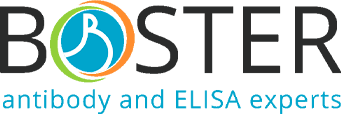 Boster Logo